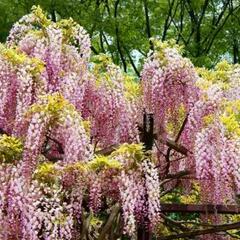 Vistárie květnatá 'Honbeni' - Wisteria floribunda 'Honbeni'