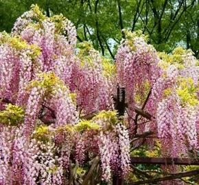 Vistárie květnatá 'Honbeni' - Wisteria floribunda 'Honbeni'