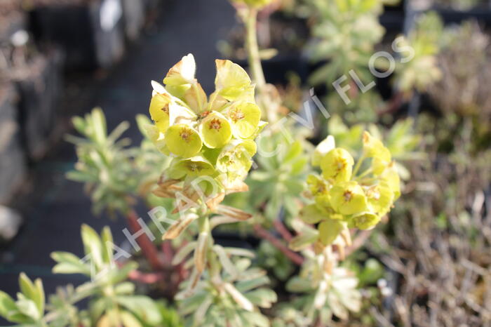 Pryšec hnědokvětý 'Black Pearl' - Euphorbia characias 'Black Pearl'