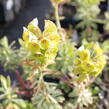 Pryšec hnědokvětý 'Black Pearl' - Euphorbia characias 'Black Pearl'