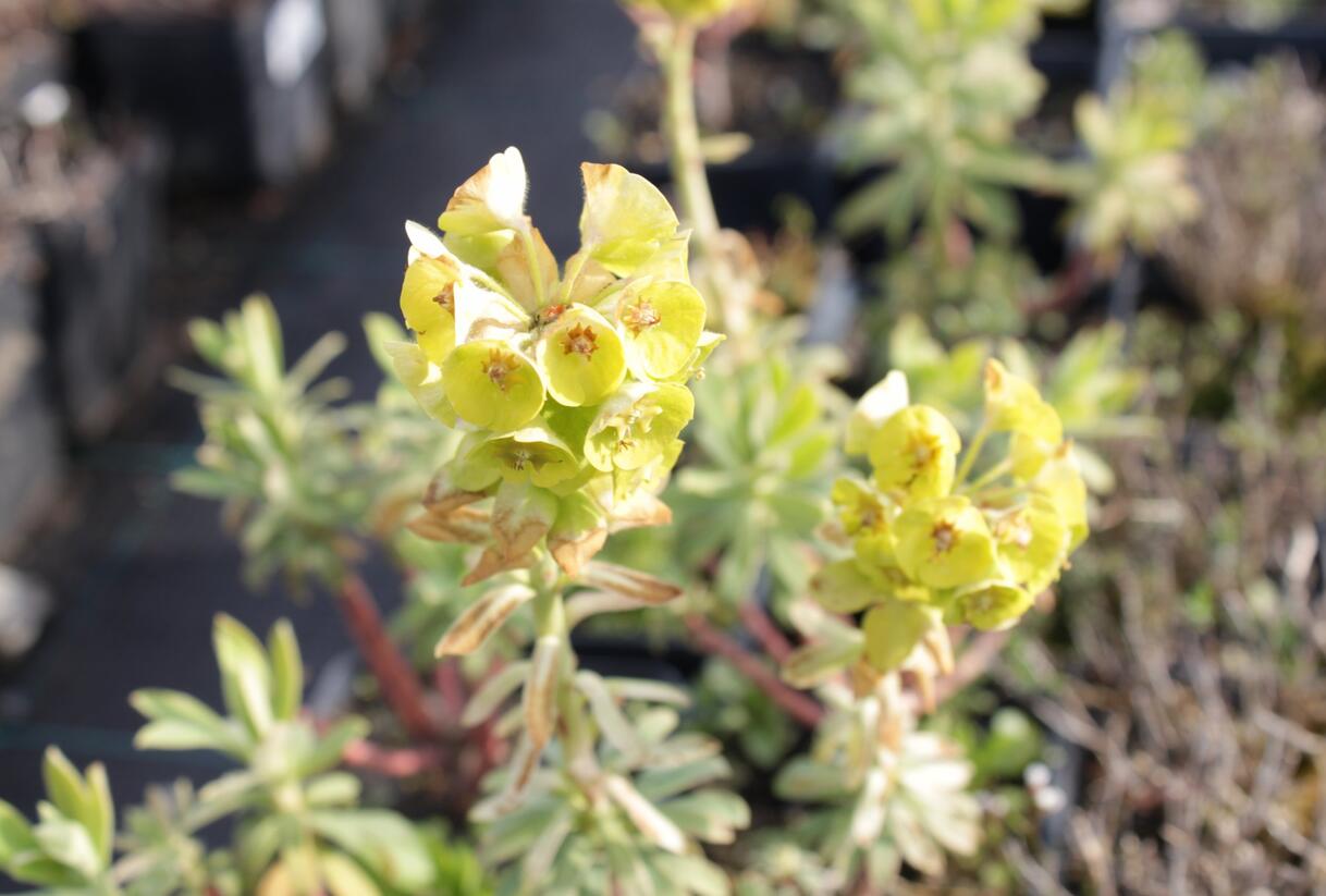 Pryšec hnědokvětý 'Black Pearl' - Euphorbia characias 'Black Pearl'