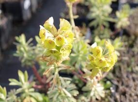 Pryšec hnědokvětý 'Black Pearl' - Euphorbia characias 'Black Pearl'
