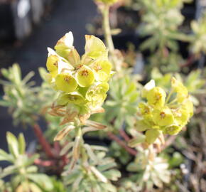 Pryšec hnědokvětý 'Black Pearl' - Euphorbia characias 'Black Pearl'