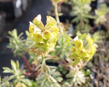 Pryšec hnědokvětý 'Black Pearl'