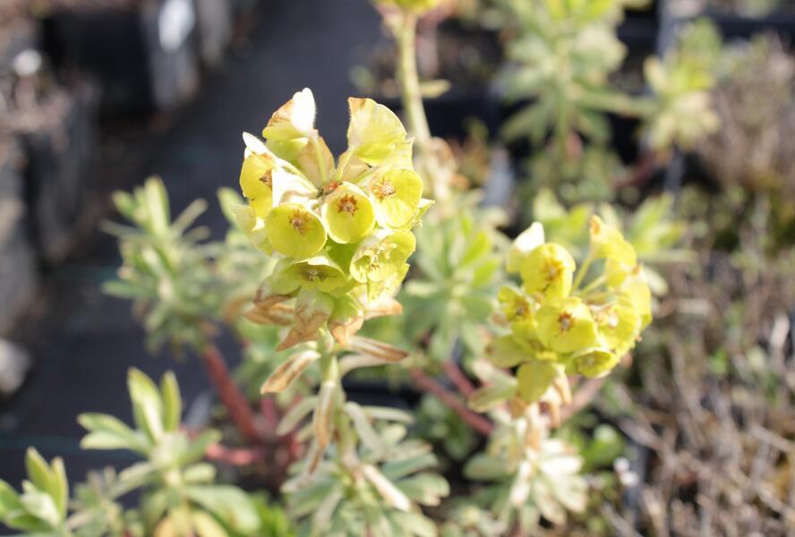 Pryšec hnědokvětý 'Black Pearl' - Euphorbia characias 'Black Pearl'