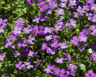 Bakopa 'Bola Lavender'