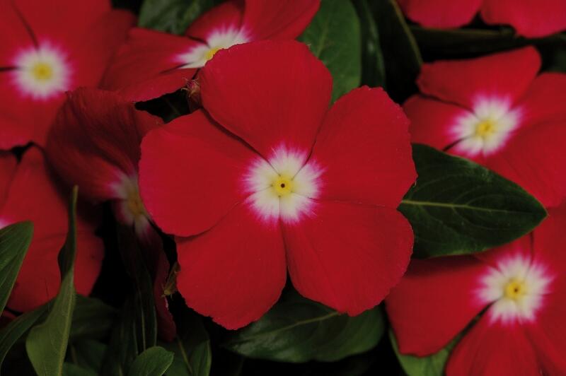 Barvínkovec růžový 'Volante Red Halo' - Catharanthus roseus 'Volante Red Halo'