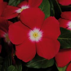Barvínkovec růžový 'Volante Red Halo' - Catharanthus roseus 'Volante Red Halo'