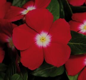 Barvínkovec růžový 'Volante Red Halo' - Catharanthus roseus 'Volante Red Halo'