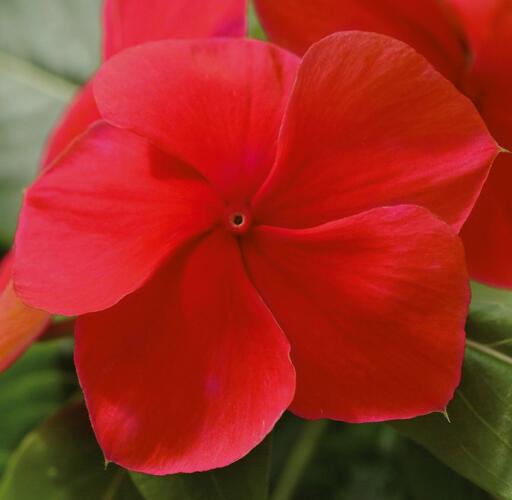 Barvínkovec růžový 'Volante Dark Red' - Catharanthus roseus 'Volante Dark Red'