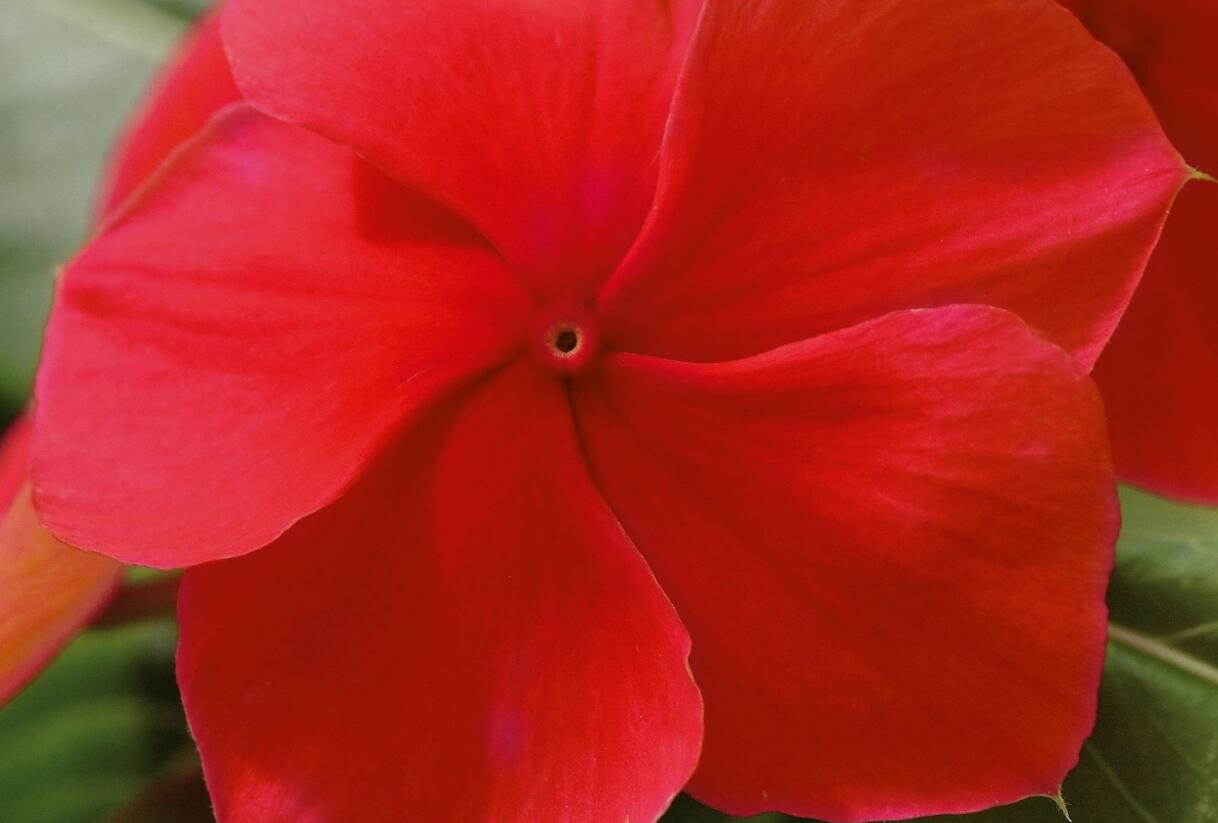 Barvínkovec růžový 'Volante Dark Red' - Catharanthus roseus 'Volante Dark Red'