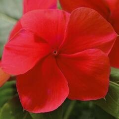 Barvínkovec růžový 'Volante Dark Red' - Catharanthus roseus 'Volante Dark Red'