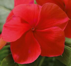 Barvínkovec růžový 'Volante Dark Red' - Catharanthus roseus 'Volante Dark Red'