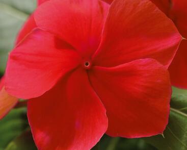 Barvínkovec růžový 'Volante Dark Red'