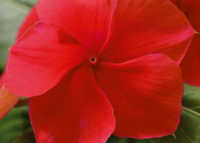 Barvínkovec růžový 'Volante Dark Red' - Catharanthus roseus 'Volante Dark Red'