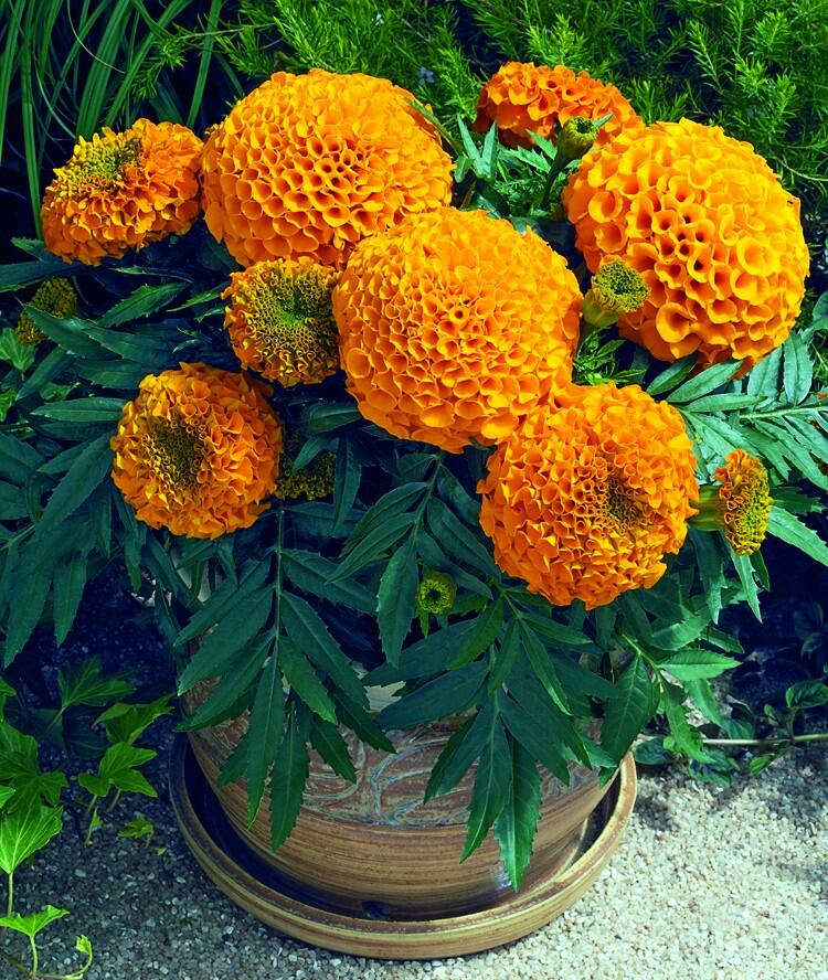 Aksamitník vzpřímený, afrikán 'Antigua Orange' - Tagetes erecta 'Antigua Orange'