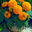 Aksamitník vzpřímený, afrikán 'Antigua Orange' - Tagetes erecta 'Antigua Orange'