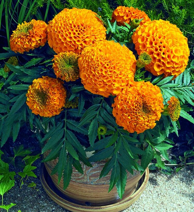 Aksamitník vzpřímený, afrikán 'Antigua Orange' - Tagetes erecta 'Antigua Orange'