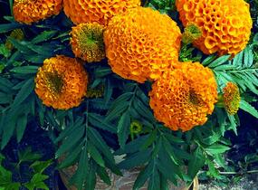 Aksamitník vzpřímený, afrikán 'Antigua Orange' - Tagetes erecta 'Antigua Orange'