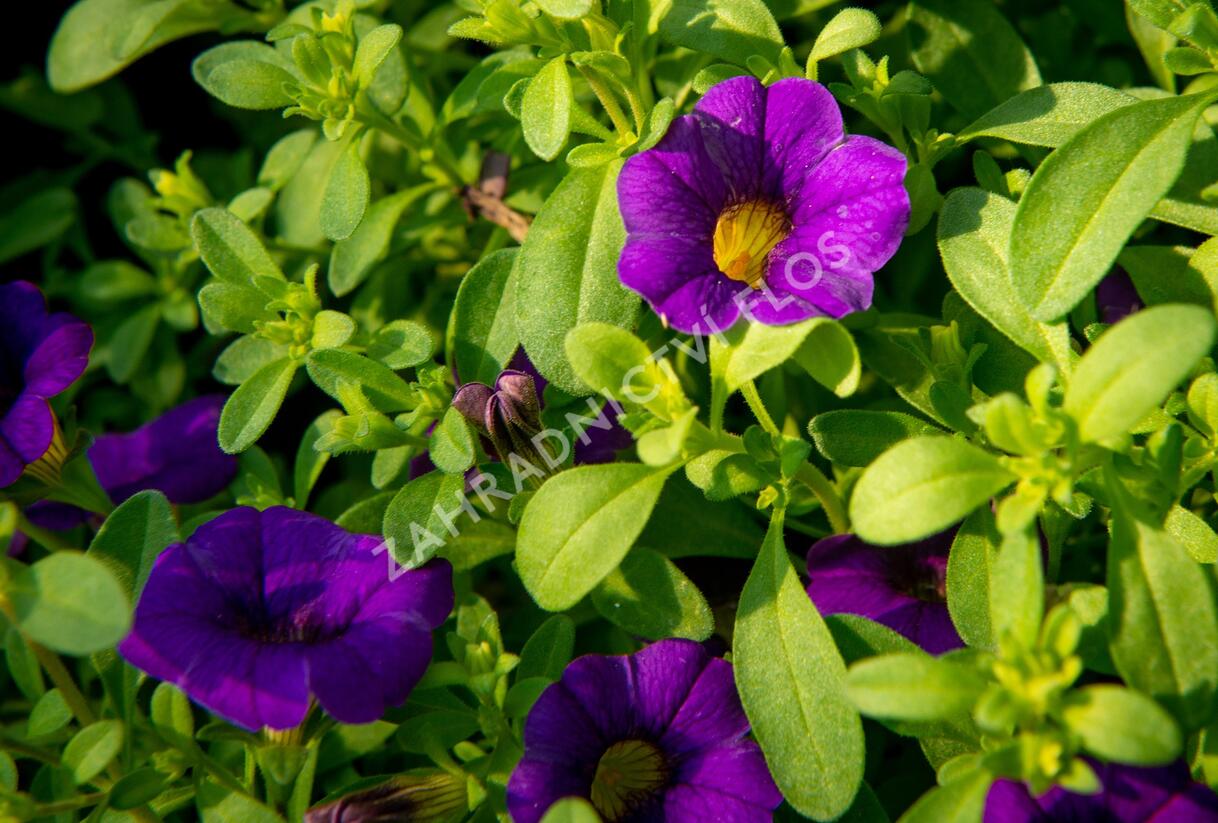 Minipetúnie, Million Bells 'Sweetbells Dark Blue' - Calibrachoa hybrida 'Sweetbells Dark Blue'