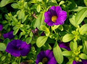 Minipetúnie, Million Bells 'Sweetbells Dark Blue' - Calibrachoa hybrida 'Sweetbells Dark Blue'