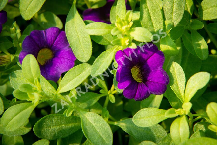 Minipetúnie, Million Bells 'Sweetbells Dark Blue' - Calibrachoa hybrida 'Sweetbells Dark Blue'