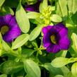 Minipetúnie, Million Bells 'Sweetbells Dark Blue' - Calibrachoa hybrida 'Sweetbells Dark Blue'