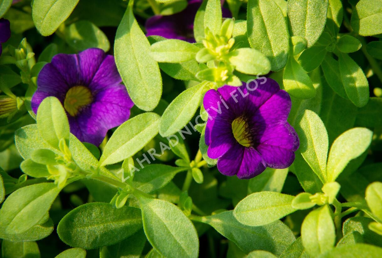Minipetúnie, Million Bells 'Sweetbells Dark Blue' - Calibrachoa hybrida 'Sweetbells Dark Blue'