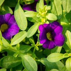 Minipetúnie, Million Bells 'Sweetbells Dark Blue' - Calibrachoa hybrida 'Sweetbells Dark Blue'