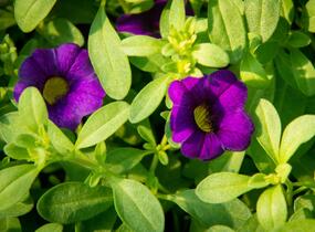 Minipetúnie, Million Bells 'Sweetbells Dark Blue' - Calibrachoa hybrida 'Sweetbells Dark Blue'