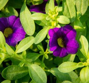 Minipetúnie, Million Bells 'Sweetbells Dark Blue' - Calibrachoa hybrida 'Sweetbells Dark Blue'