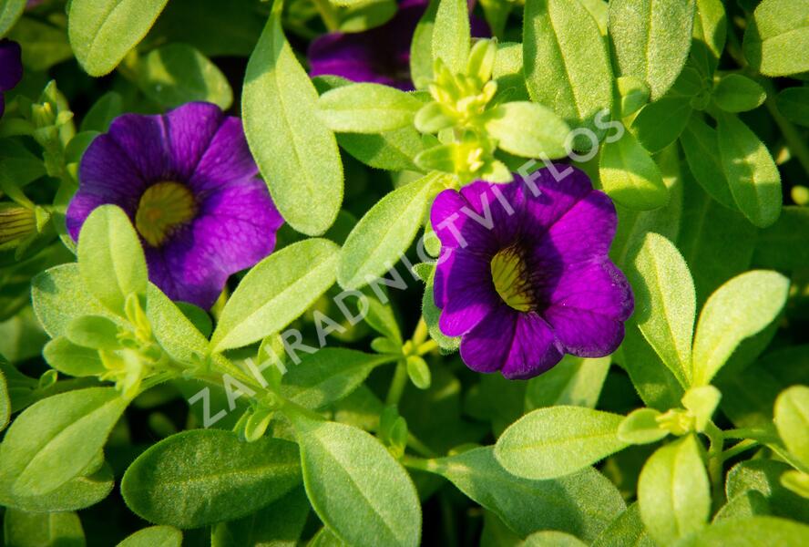 Minipetúnie, Million Bells 'Sweetbells Dark Blue' - Calibrachoa hybrida 'Sweetbells Dark Blue'