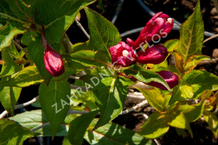 Vajgélie květnatá 'Evita' - Weigela florida 'Evita'