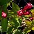 Vajgélie květnatá 'Evita' - Weigela florida 'Evita'