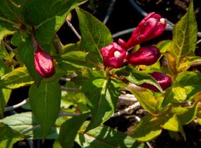 Vajgélie květnatá 'Evita' - Weigela florida 'Evita'