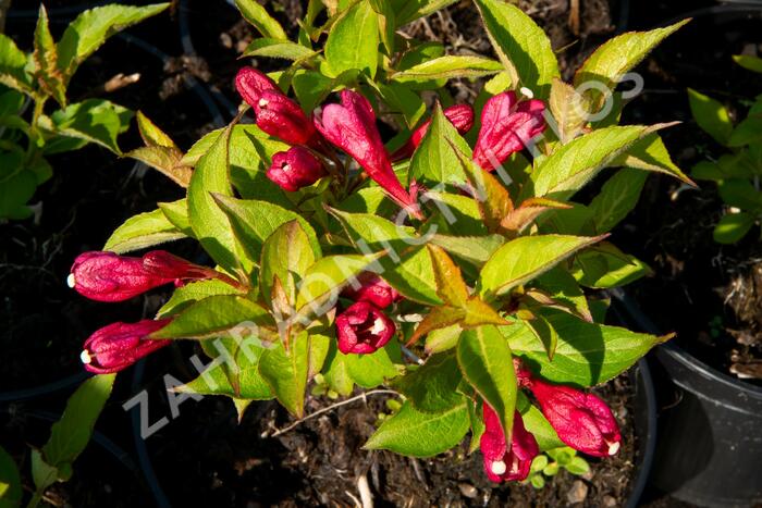 Vajgélie květnatá 'Evita' - Weigela florida 'Evita'