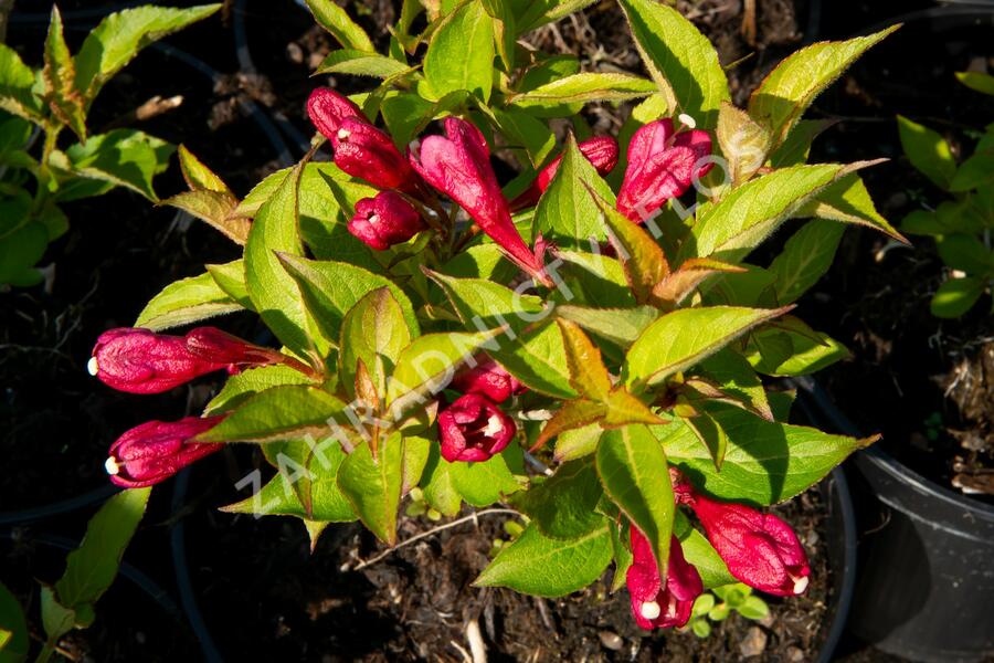 Vajgélie květnatá 'Evita' - Weigela florida 'Evita'