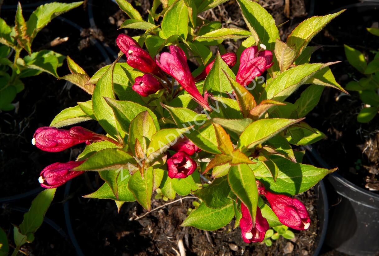 Vajgélie květnatá 'Evita' - Weigela florida 'Evita'