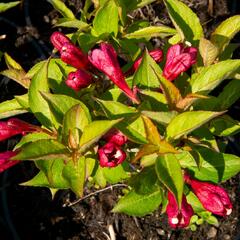 Vajgélie květnatá 'Evita' - Weigela florida 'Evita'