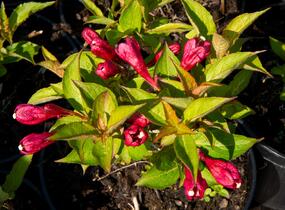 Vajgélie květnatá 'Evita' - Weigela florida 'Evita'