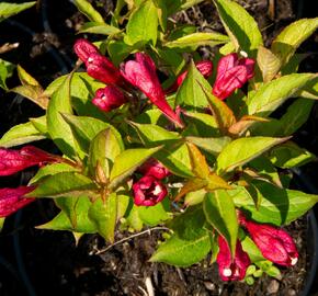 Vajgélie květnatá 'Evita' - Weigela florida 'Evita'