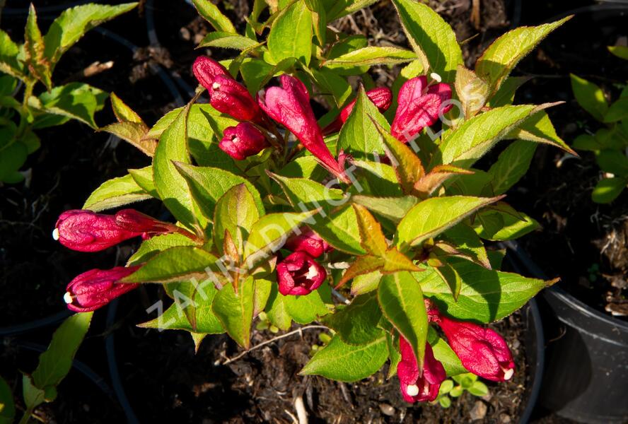 Vajgélie květnatá 'Evita' - Weigela florida 'Evita'
