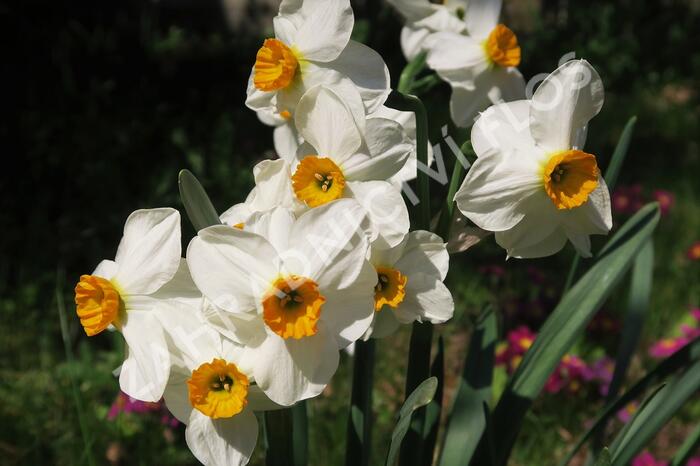 Narcis Tazetta 'Geranium' - Narcissus Tazetta 'Geranium'