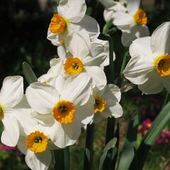 Narcis Tazetta 'Geranium' - Narcissus Tazetta 'Geranium'
