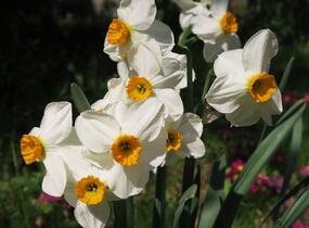 Narcis Tazetta 'Geranium' - Narcissus Tazetta 'Geranium'