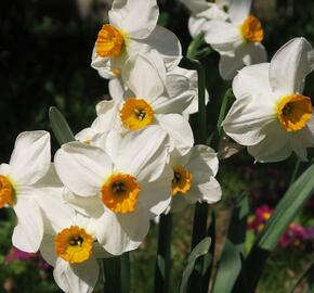 Narcis Tazetta 'Geranium' - Narcissus Tazetta 'Geranium'