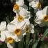 narcis-tazetta-geranium.jpg