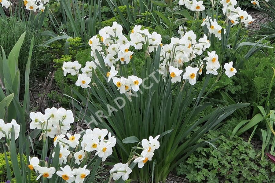 Narcis Tazetta 'Geranium' - Narcissus Tazetta 'Geranium'