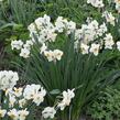 Narcis Tazetta 'Geranium' - Narcissus Tazetta 'Geranium'