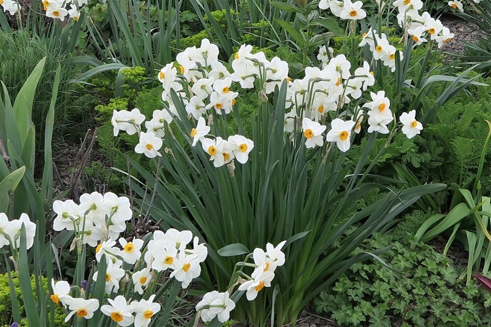 Narcis Tazetta 'Geranium' - Narcissus Tazetta 'Geranium'